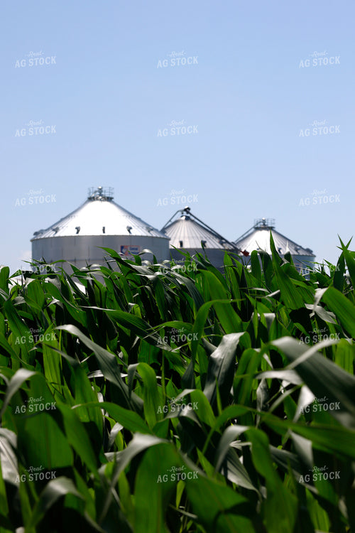 Grain Bins over Midseason Corn 129102