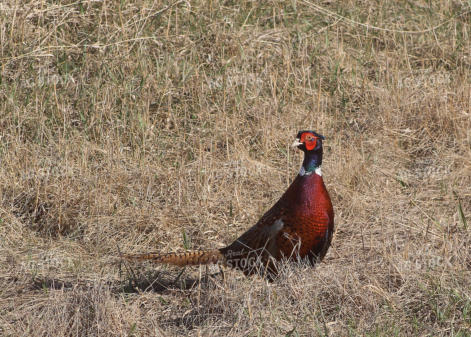 Pheasant 141273