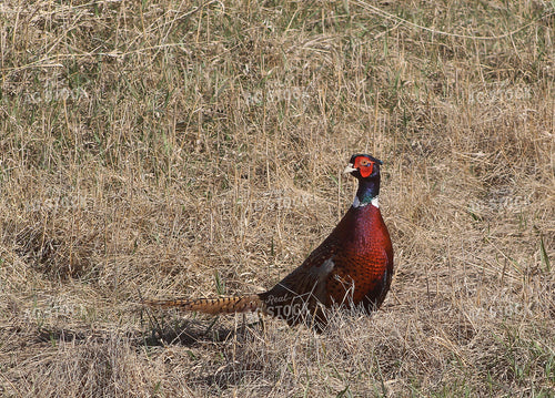 Pheasant 141273