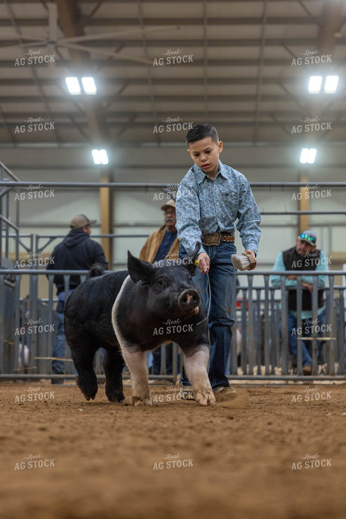 Showing Pigs 98062