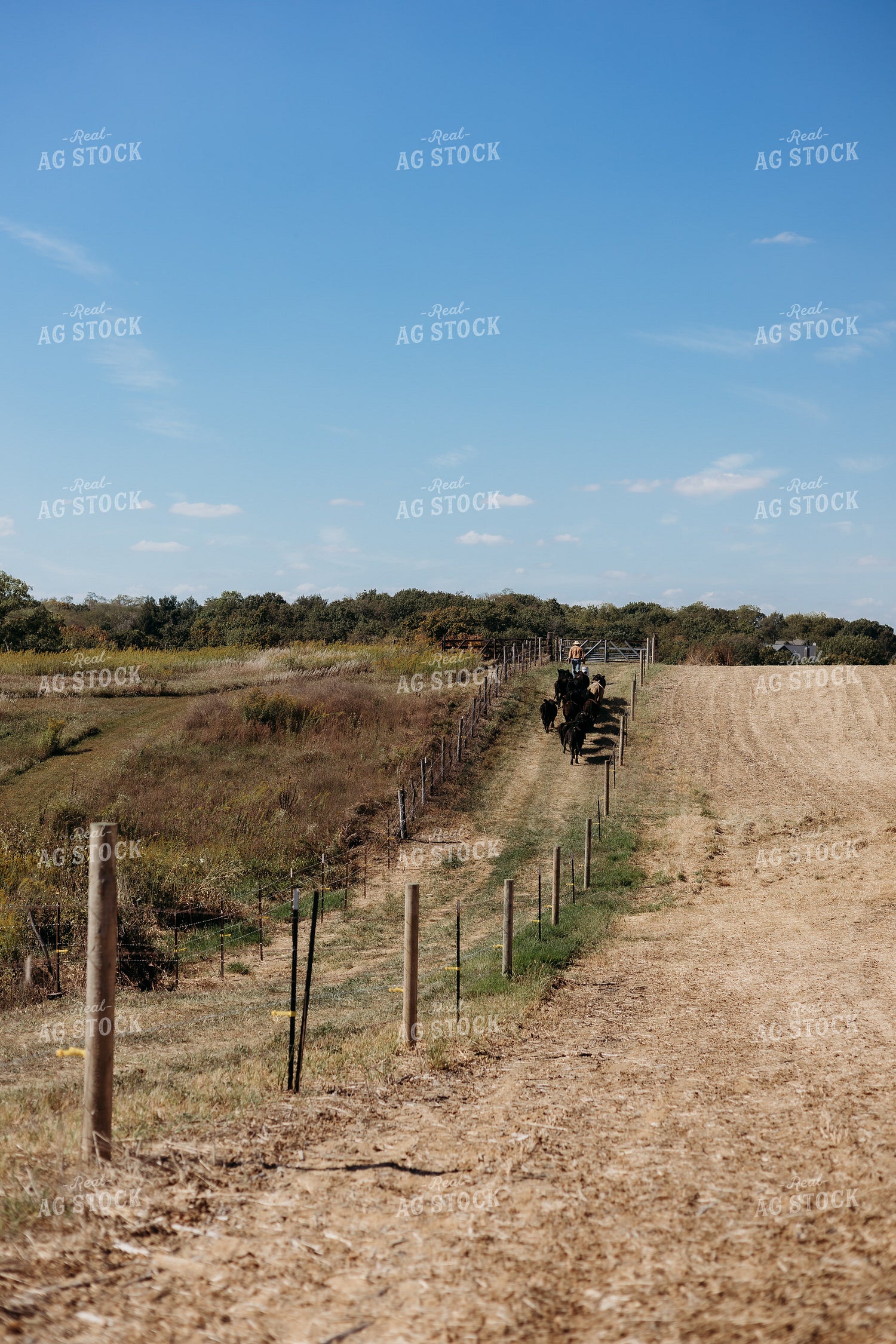 Cattle Producer Moving Cattle 281053