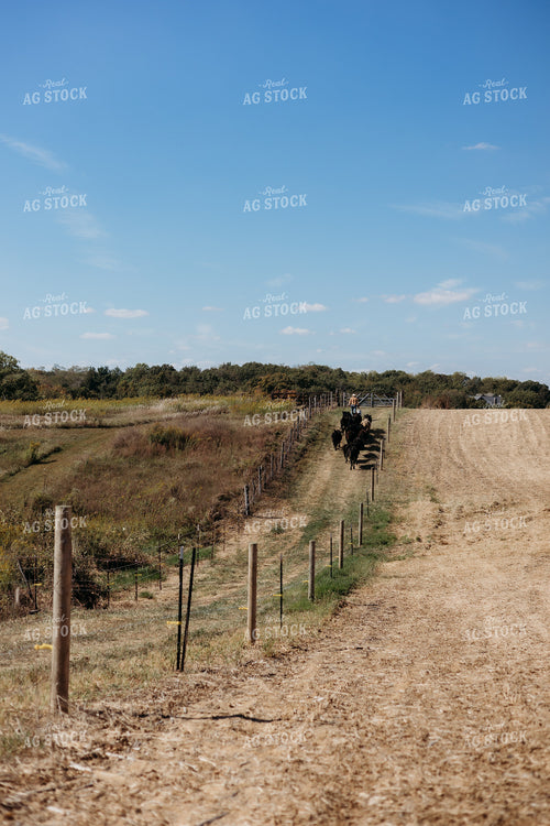Cattle Producer Moving Cattle 281053