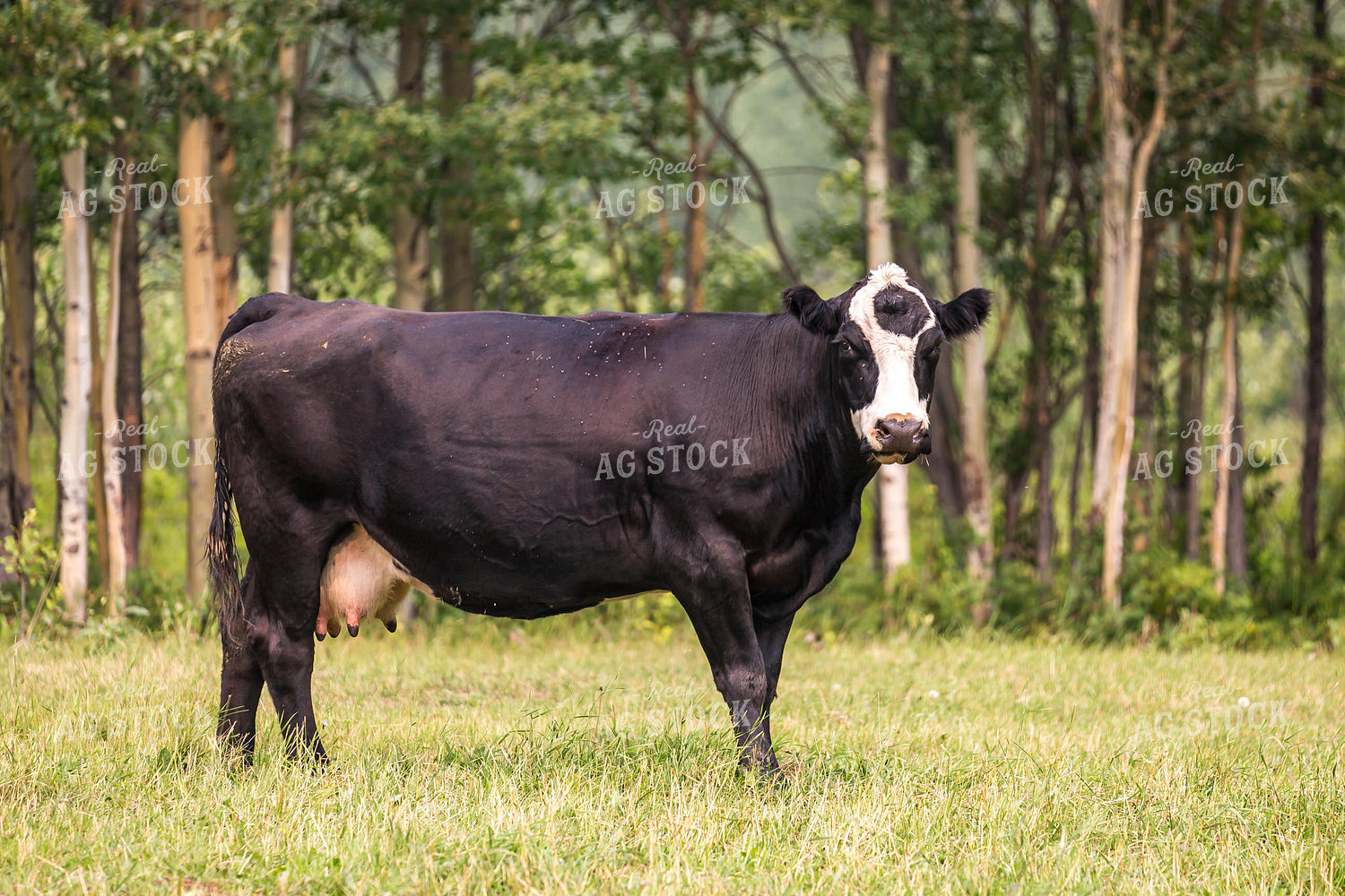 Cattle on Pasture 138067