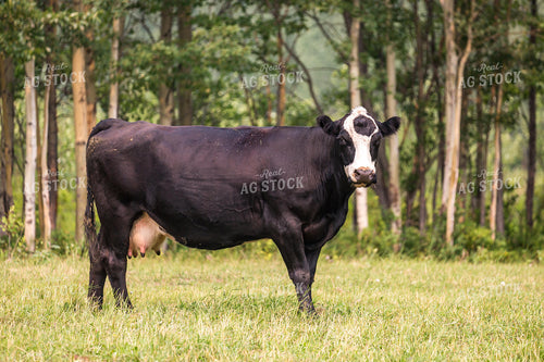 Cattle on Pasture 138067