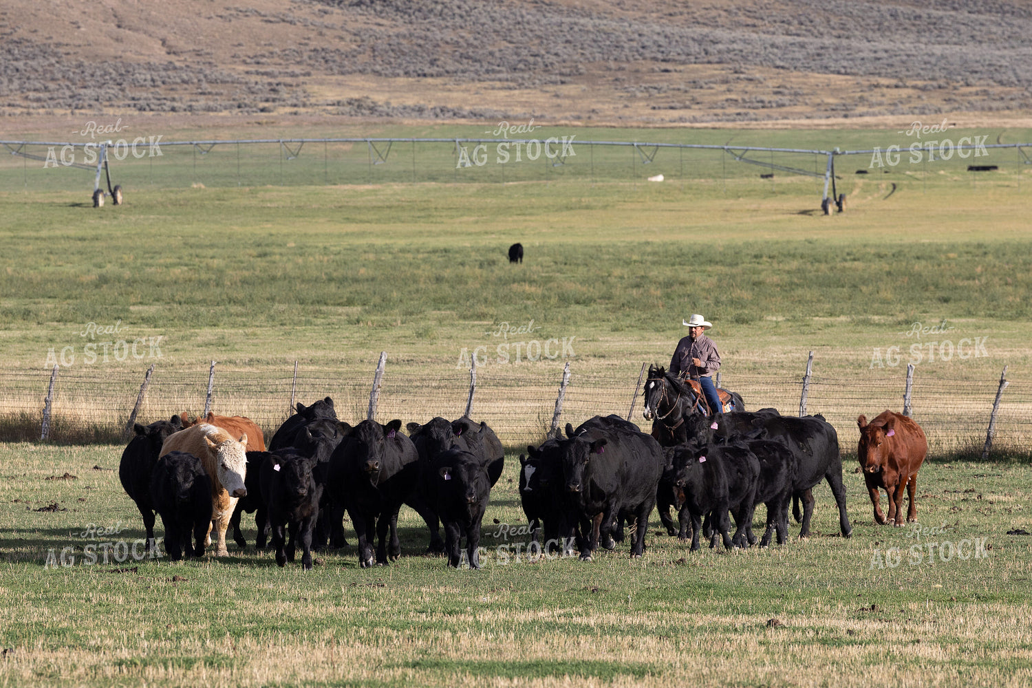 Cowboy Herding Cattle 290002