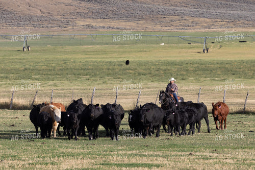 Cowboy Herding Cattle 290002