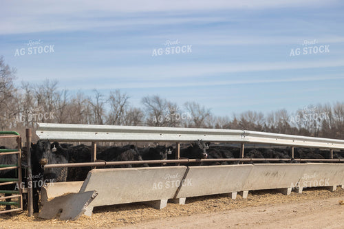 Angus Cattle 72172