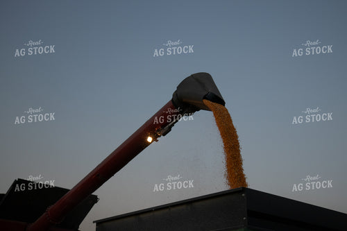 Unloading Corn into Semi 67979