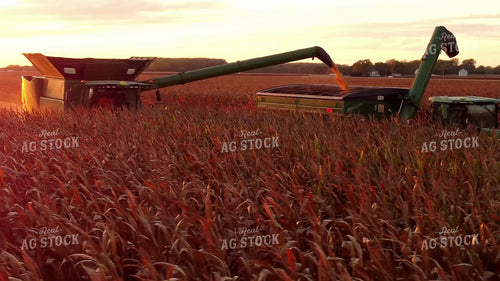 Corn Harvest 287014