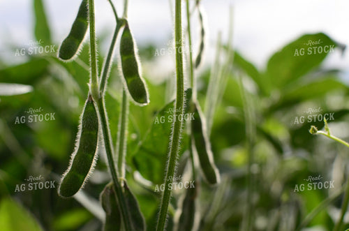 Soybean Pods on Plant 125016