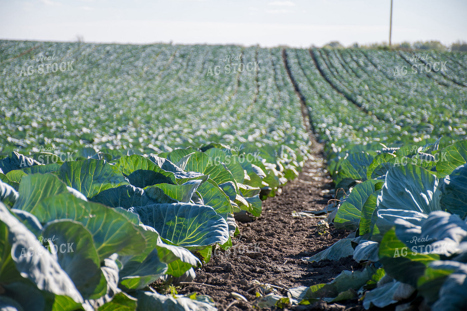 Cabbage Field 50180