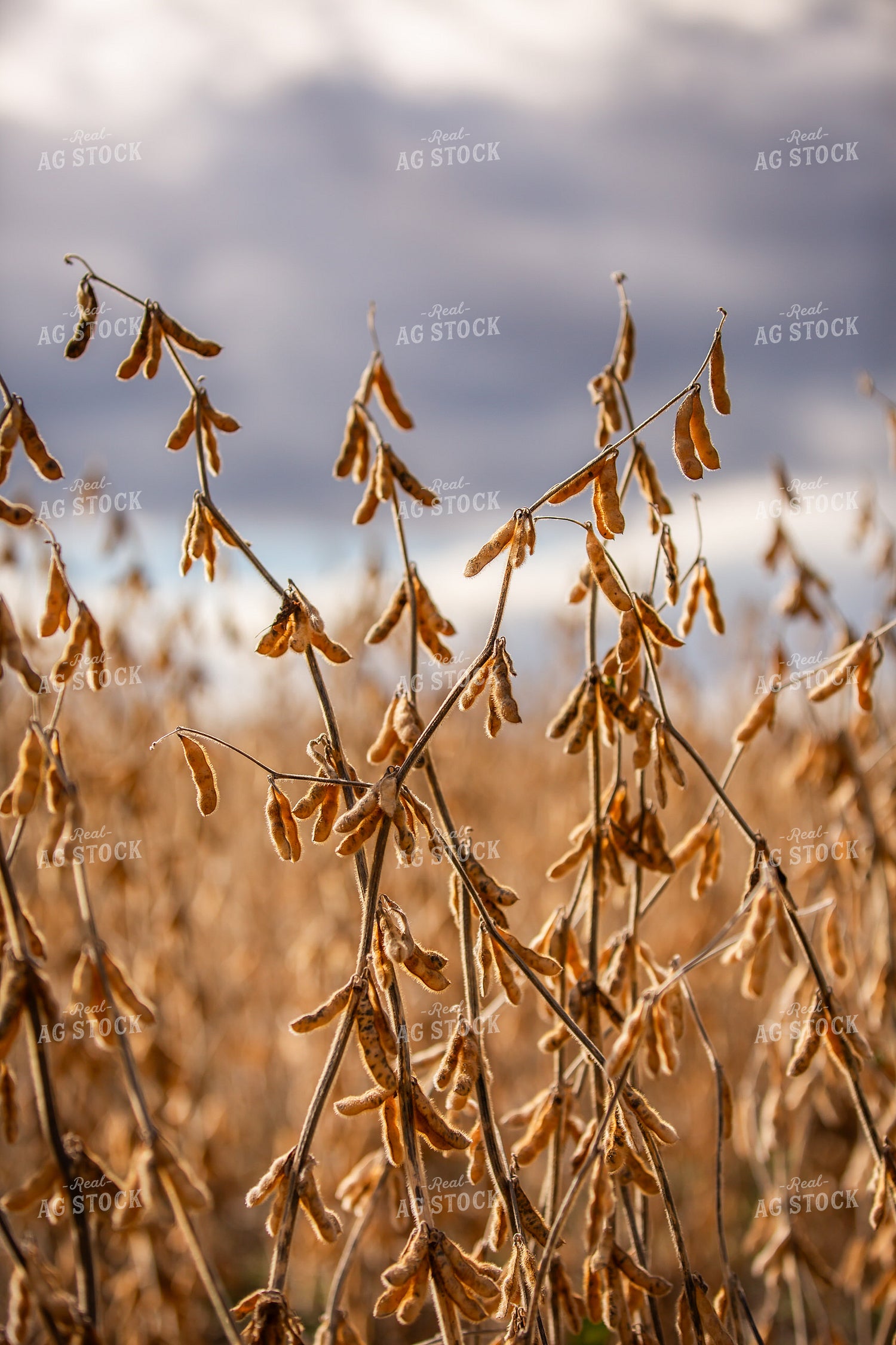 Dried Soybeans 270663