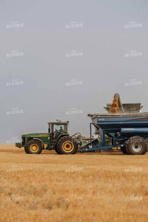 Wheat Harvest 187194