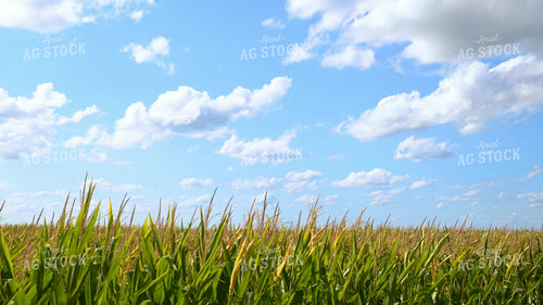 Corn Tassels on Sunny Day 25075