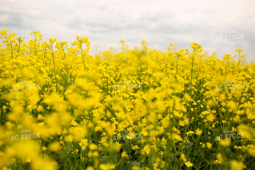 Canola 1898