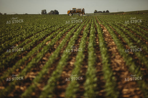 Spraying Soybeans 4341