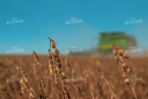 Dried Soybeans at Harvest 52063