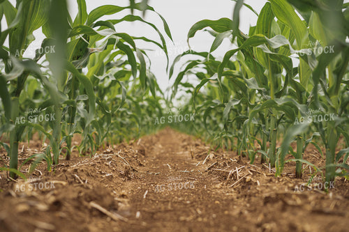 Early Season Corn 91075