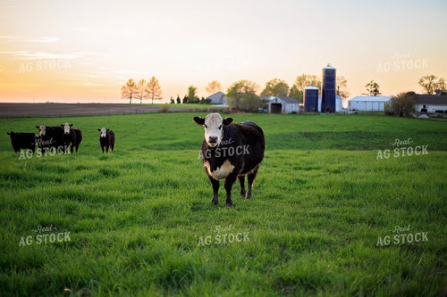 Black Baldy Cattle in Pasture 93187