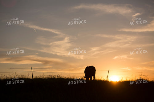 Cattle 1713