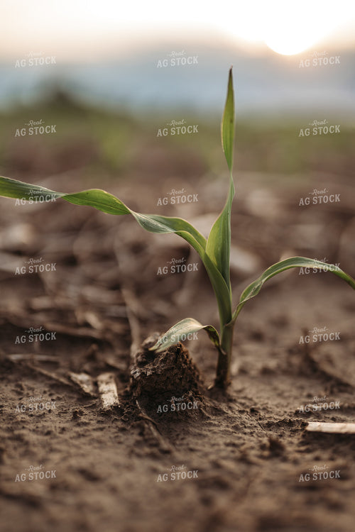 Early Corn Growth 196072