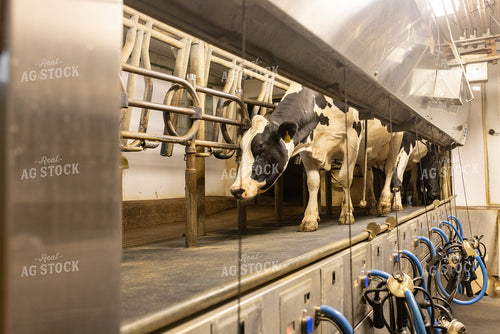 Milking Parlor 161168