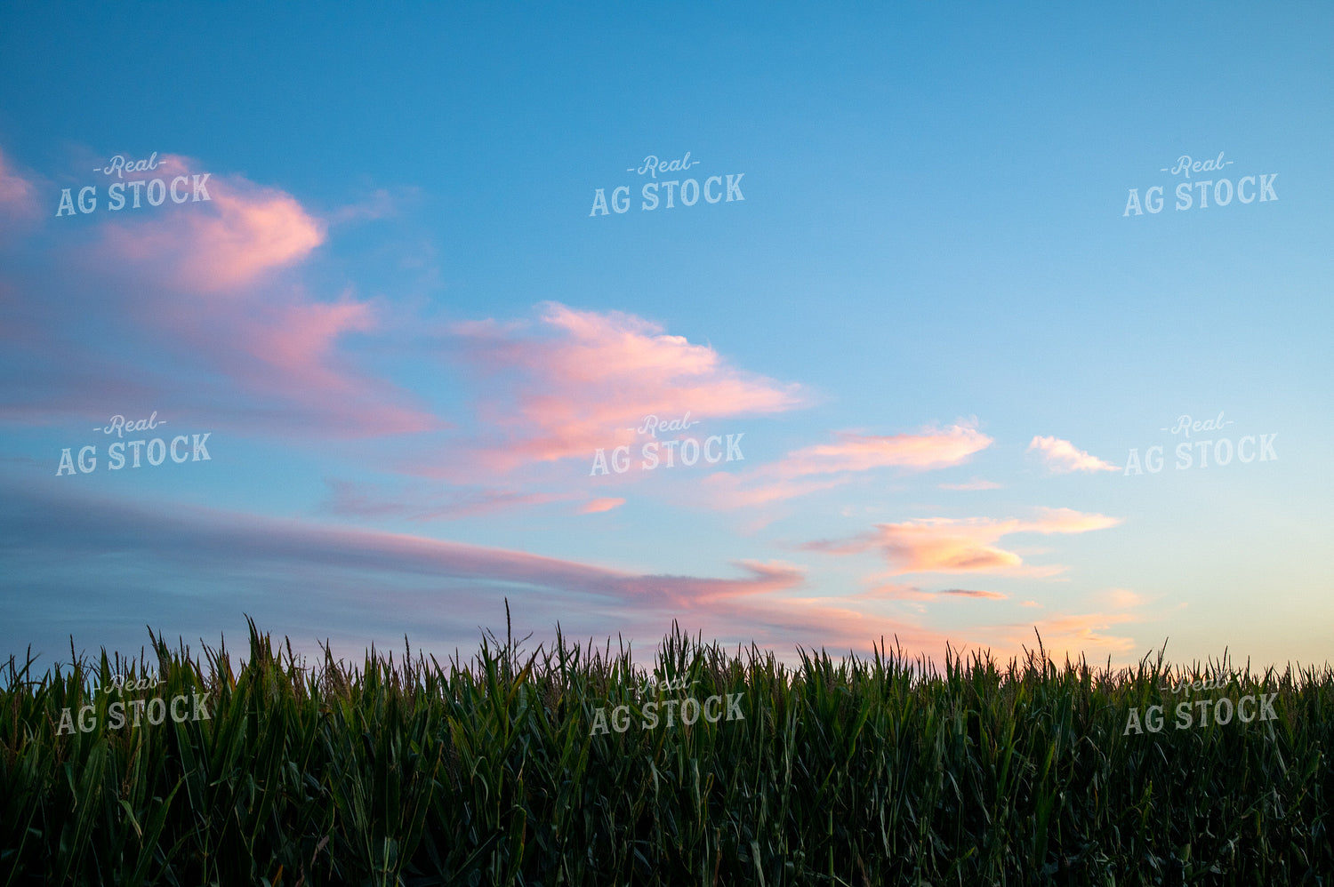 Moon Over Corn Tassels at Sunset 25043