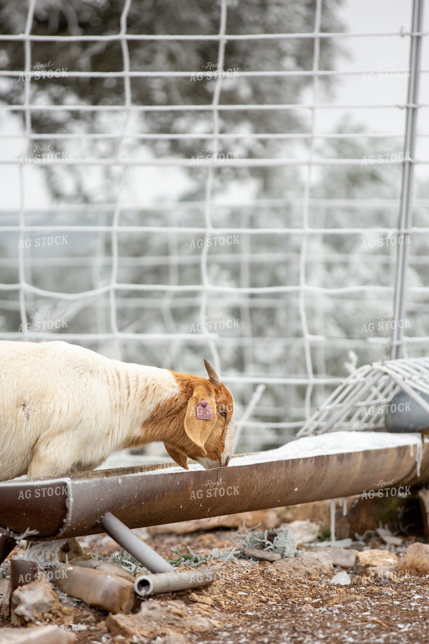 Goats 134076