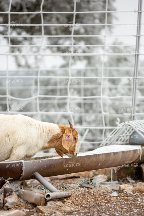 Goats 134076