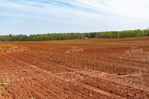 Freshly Planted Field 79237