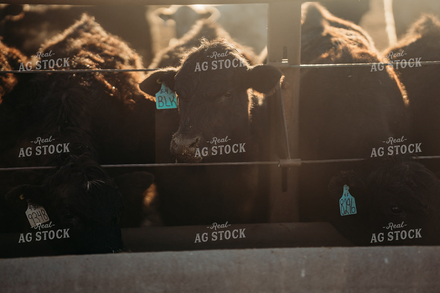 Cattle Eating from Feed Bunk 196207