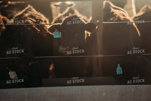 Cattle Eating from Feed Bunk 196207