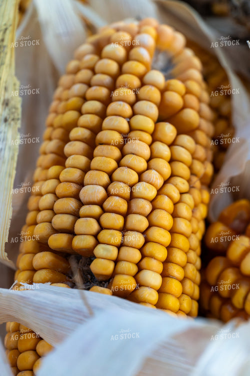 Ear of Corn Close Up 65530