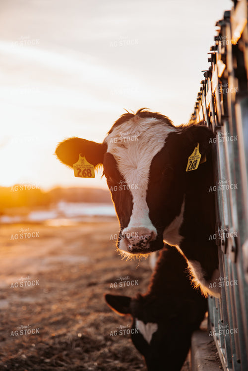 Holstein Cow 137092
