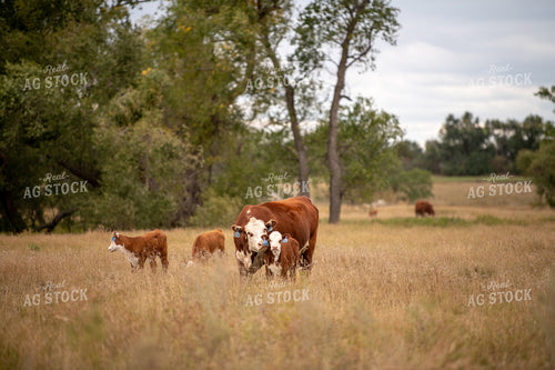 Hereford Cattle 212076