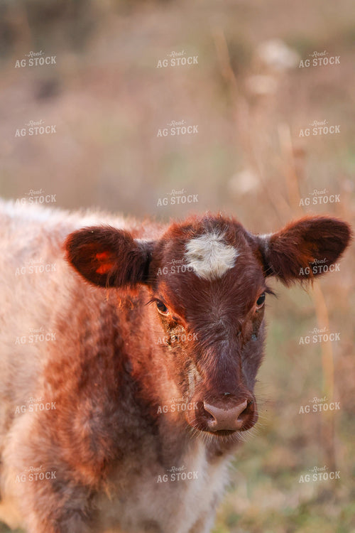 Shorthorn Cattle on Pasture 160441