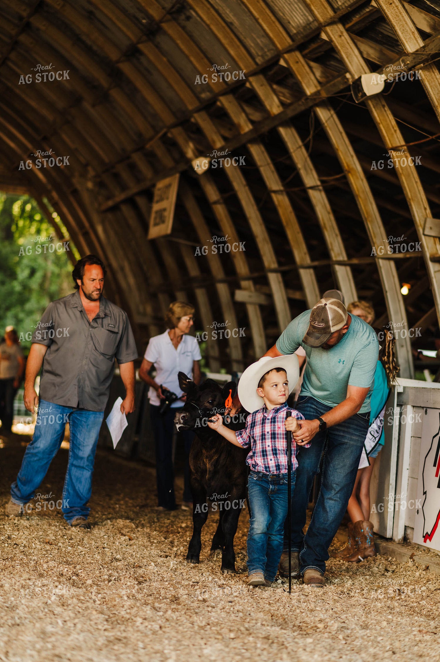 Showing Cattle 115081