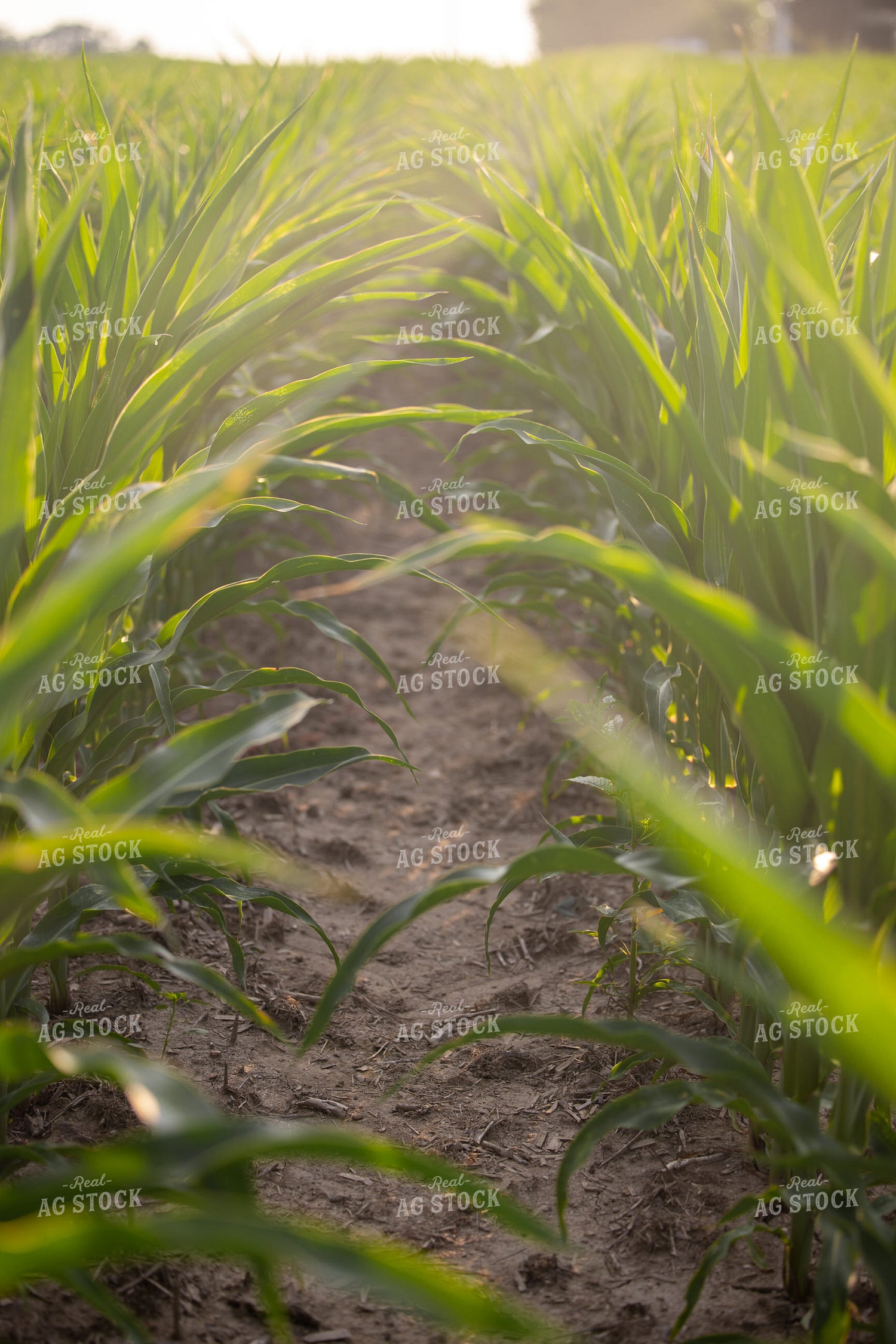 Midseason Corn Field 279001