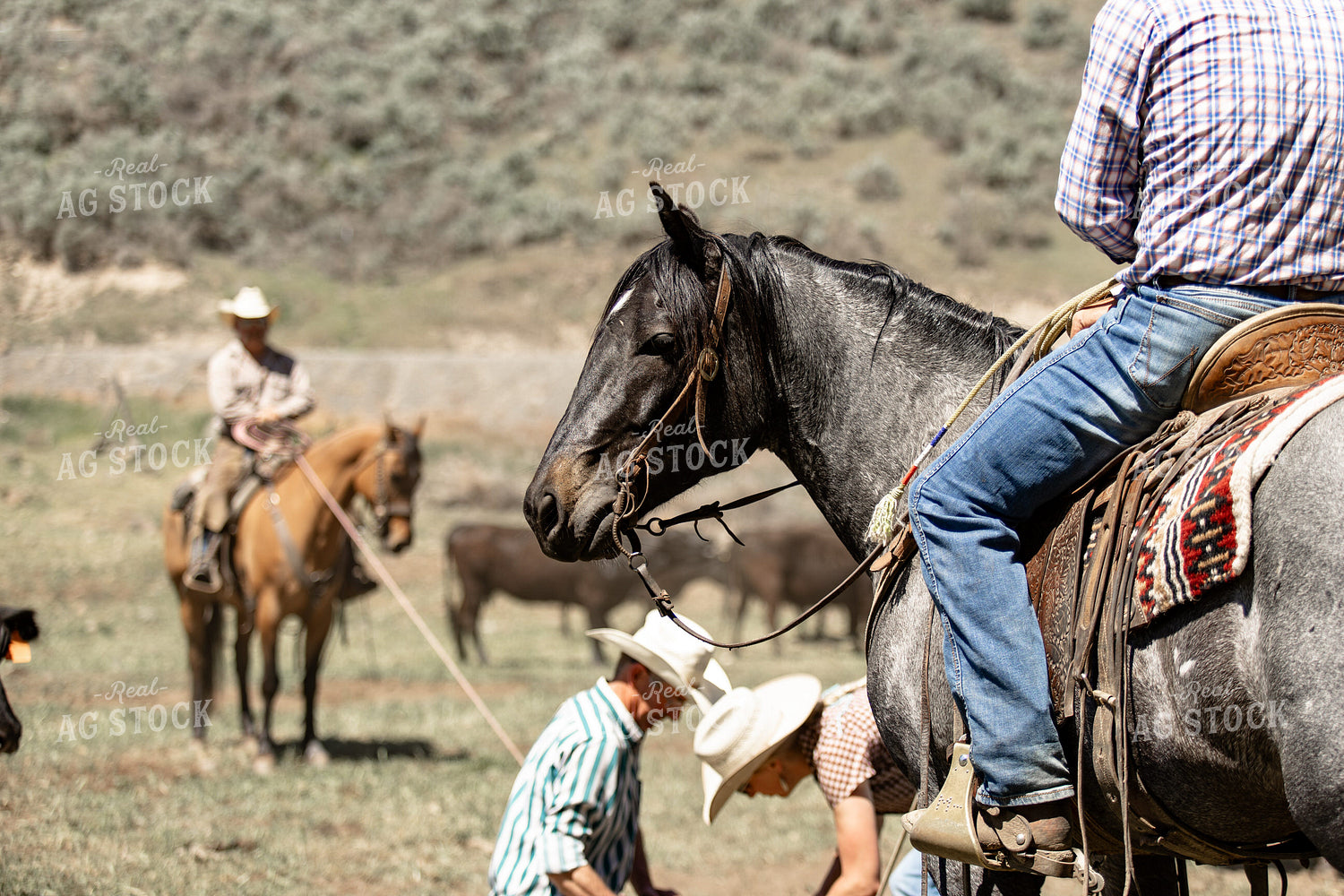 Ranchers Working Calves 188109