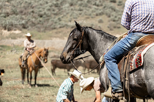 Ranchers Working Calves 188109