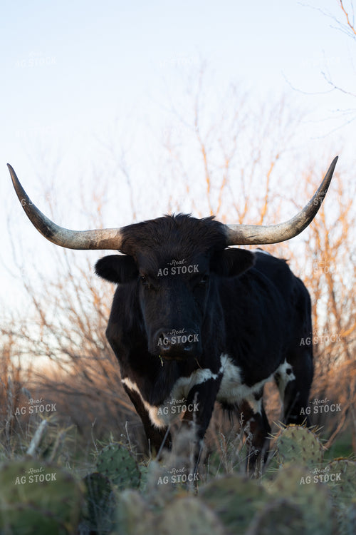 Longhorn Cattle 205039