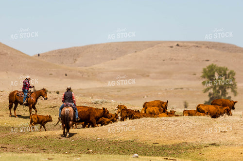 Ranchers Gathering Cattle on Horseback 97201