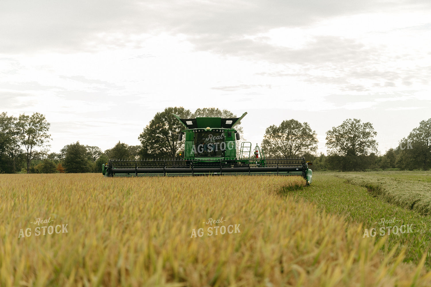 Rice Harvest 125285