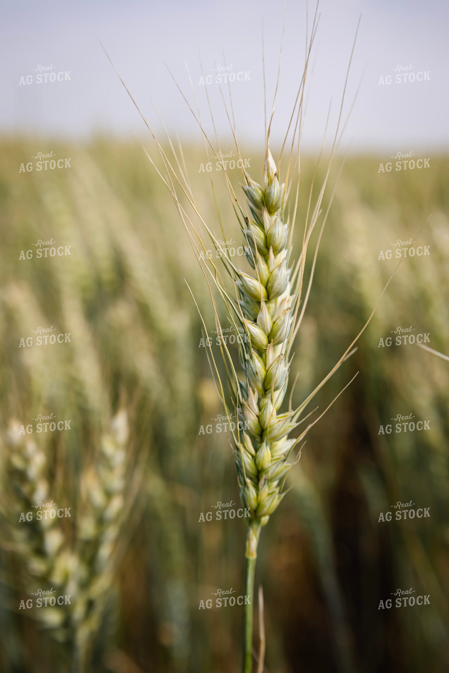 Wheat Head 187074