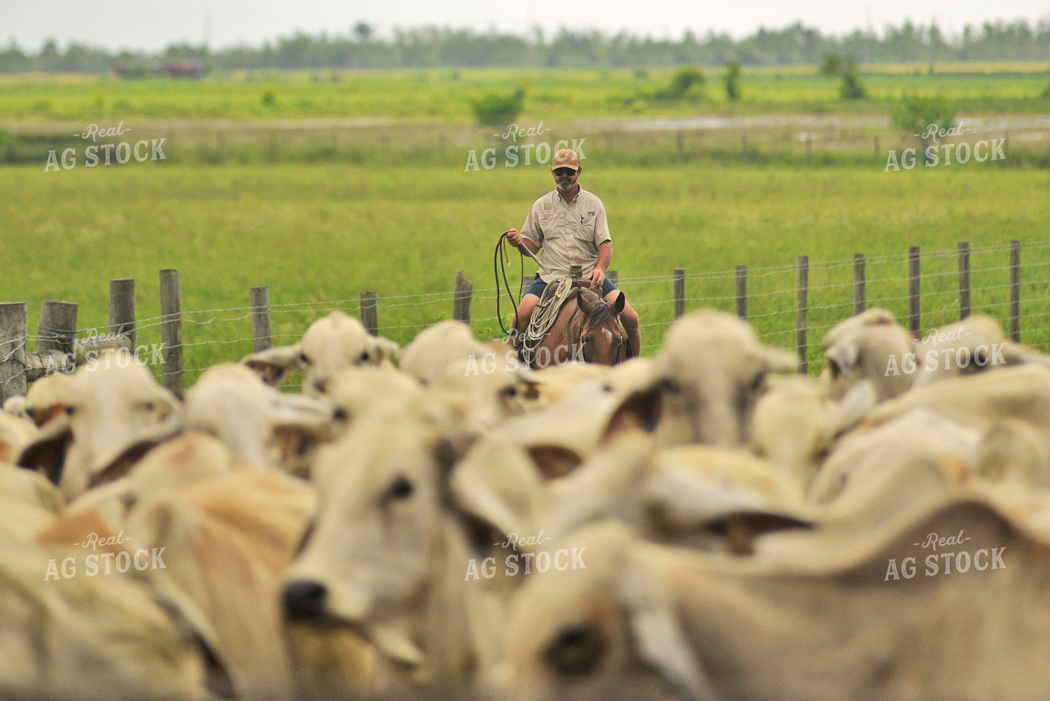 Rancher with Brahman Cattle 110013