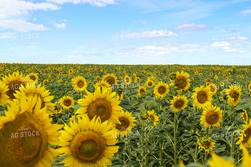 Sunflower Field 185118