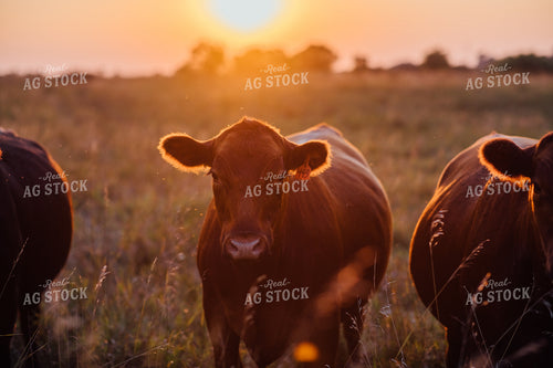 Red Angus Cow Sunrise 53025