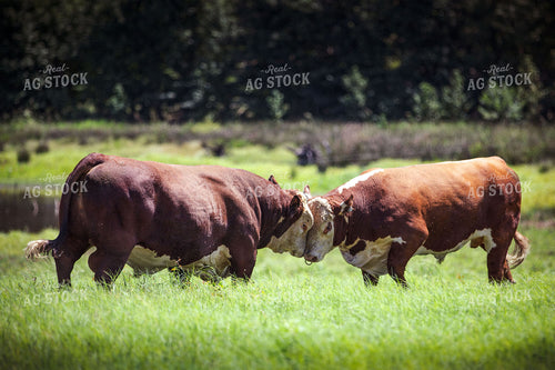 Hereford Cows Butting Heads 81075