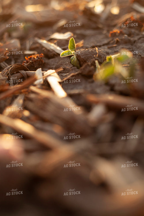 Soybeans - Early Growth 1448