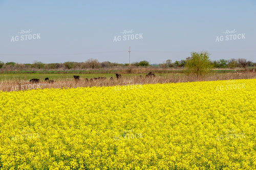 Flowering Canola Field and Cattle in Pasture 60004